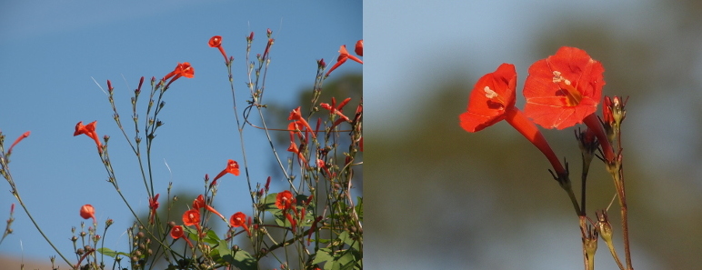 [Two photos spliced together. The photo on the left is a grouping of blooms atop a fence. These flowers are similar in shape to the trumpets except the ends are more cupped than curled open. There is one flower at the end of each stem and this image has more than a dozen red blooms on it. There is a yellow center which protrudes from the bloom. Photo on the right is two fully-opened blooms facing the sun. Each bloom has what appears to be a three-part stamen with thick cream-colored tips.]